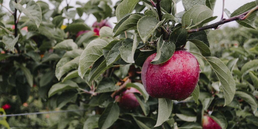 Apple Tree Image